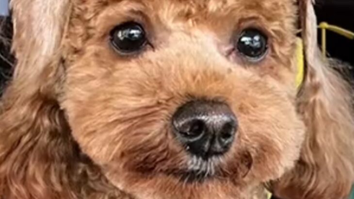 『犬をモヒカンにしてほしい』とオーダーした結果…思っていたのと違う『衝撃的すぎる髪型』が144万再生「ツボったｗ」「遠い目してて草」(ブログ)