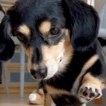 食べ物から目を離さない犬に『おて』と言った結果…まるで歌舞伎役者？中毒性が高すぎる動きに131万再生の反響「歩き方ｗｗ」「爆笑した」(ブログ)