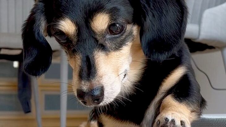 食べ物から目を離さない犬に『おて』と言った結果…まるで歌舞伎役者？中毒性が高すぎる動きに131万再生の反響「歩き方ｗｗ」「爆笑した」(ブログ)