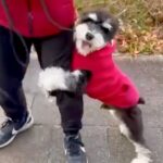 ビビリで人の足にしがみついていた『怖がりの犬』→先輩犬にトレーニングしてもらった結果…まさかの『別犬のような現在』に反響「ステキすぎる」(ブログ)