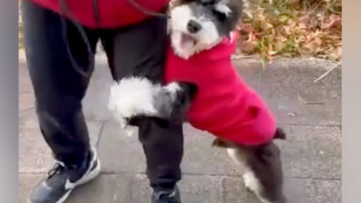 ビビリで人の足にしがみついていた『怖がりの犬』→先輩犬にトレーニングしてもらった結果…まさかの『別犬のような現在』に反響「ステキすぎる」(ブログ)