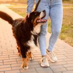 犬を散歩させるときの『適切な時間・距離』とは？最適な頻度やタイミングまで(ブログ)