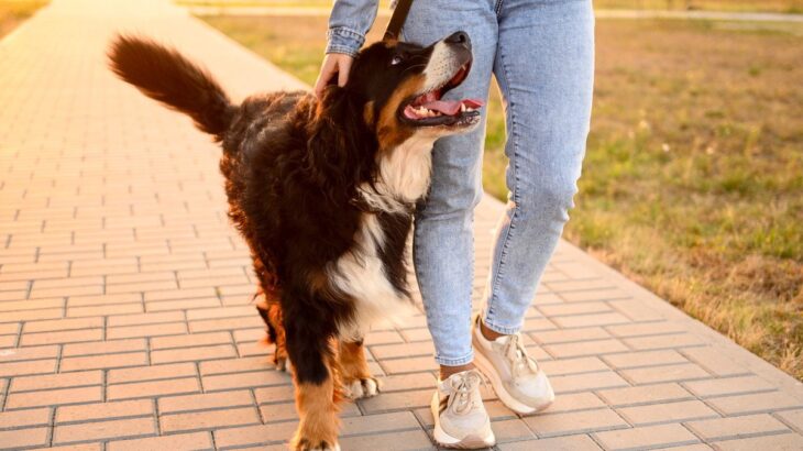 犬を散歩させるときの『適切な時間・距離』とは？最適な頻度やタイミングまで(ブログ)
