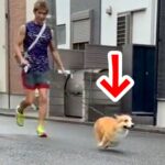 散歩中に『犬の前から姿を消してみた』結果…あまりにも健気な『気付いた瞬間の行動』に「キュンってなる」「愛しくなっちゃう」と反響(ブログ)