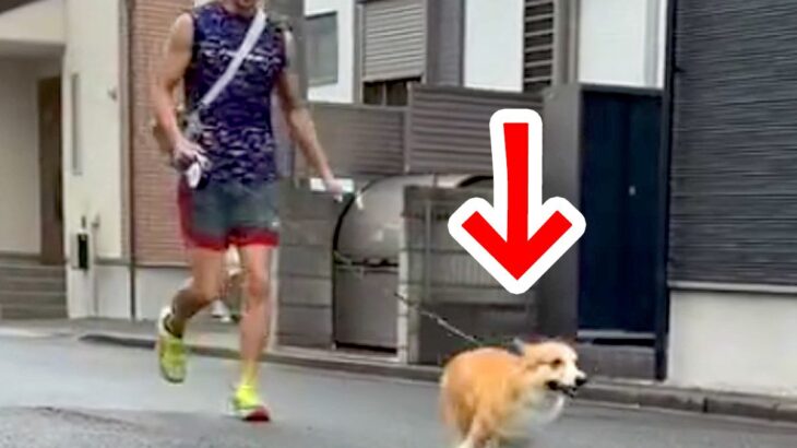 散歩中に『犬の前から姿を消してみた』結果…あまりにも健気な『気付いた瞬間の行動』に「キュンってなる」「愛しくなっちゃう」と反響(ブログ)