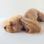 犬の糖尿病管理について｜適切な食事の与え方から運動の重要性まで【獣医が解説】(ブログ)