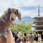 観光中に犬と記念撮影→何枚か見返してみると…『かわいい共通点と表情』に3万7000いいね集まる「不思議そうｗ」「キョトン顔たまらん」の声(ブログ)