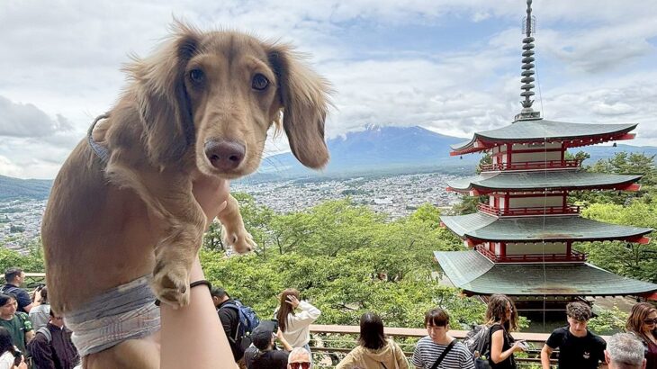 観光中に犬と記念撮影→何枚か見返してみると…『かわいい共通点と表情』に3万7000いいね集まる「不思議そうｗ」「キョトン顔たまらん」の声(ブログ)