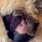 大好きなお父さんに甘える超大型犬→まるで捕食…？想像以上だった『大胆すぎる愛情表現』が11万再生「半分食べられてて笑った」「羨ましい」の声(ブログ)