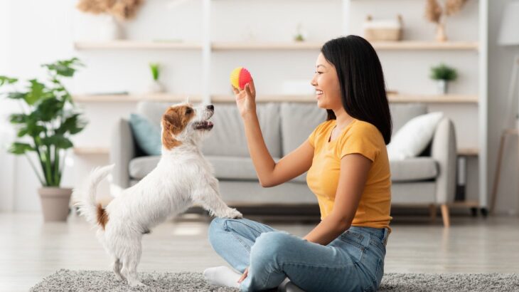 犬が飼い主を遊びに誘っているときのサイン3つ　愛犬からの要求に応えるために知っておきたいこと(ブログ)