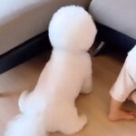 ソファにつかまり立ちしている赤ちゃん→隣にいる犬がママの気をひこうとして…可愛すぎる『まねっこ行動』に「同じくらいの背丈なの最高」と反響(ブログ)