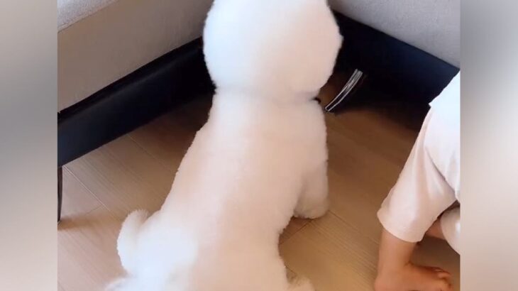 ソファにつかまり立ちしている赤ちゃん→隣にいる犬がママの気をひこうとして…可愛すぎる『まねっこ行動』に「同じくらいの背丈なの最高」と反響(ブログ)