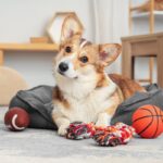 犬が危険な目にあう『ひとり遊び』とは　トラブルを避けるために飼い主が注意すべきこと(ブログ)