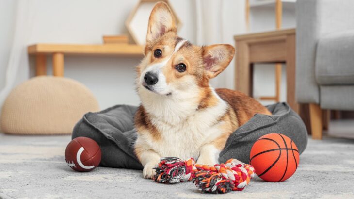 犬が危険な目にあう『ひとり遊び』とは　トラブルを避けるために飼い主が注意すべきこと(ブログ)