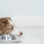 犬の食欲不振に役立つ『トッピング』7つ　効果的な食べ物から注意すべきポイントまで(ブログ)