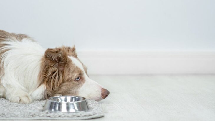 犬の食欲不振に役立つ『トッピング』7つ　効果的な食べ物から注意すべきポイントまで(ブログ)