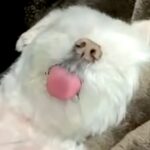 仕事中『やけに犬が静かだな』と思い見に行くと…完全に想定外だった『衝撃の光景』が可愛すぎると反響「天才」「そのまま寝落ちした？ｗ」(ブログ)