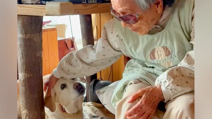 引退した元盲導犬が『8年間一緒に暮らしたおばあちゃん』に会いに行ったら…涙あふれる『再会の瞬間』が31万再生「猛烈に感動」「愛がすごい」(ブログ)