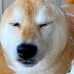 犬の『雨の日コーデ』を記録した結果…センス抜群な『手作りレインコート』に17万再生の反響「斬新ｗ」「なんで似合うんだよｗ」と絶賛続々(ブログ)