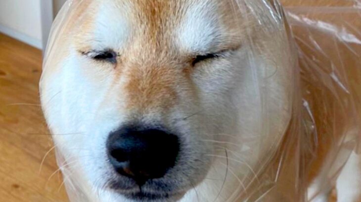 犬の『雨の日コーデ』を記録した結果…センス抜群な『手作りレインコート』に17万再生の反響「斬新ｗ」「なんで似合うんだよｗ」と絶賛続々(ブログ)