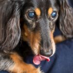 犬の白内障について｜主な原因や現れる症状、対策方法を獣医がわかりやすく解説(ブログ)