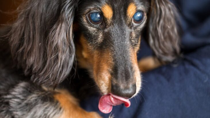 犬の白内障について｜主な原因や現れる症状、対策方法を獣医がわかりやすく解説(ブログ)