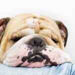 犬の『皮膚が伸びる』3つの理由　病気の可能性や注意すべきポイントまで(ブログ)