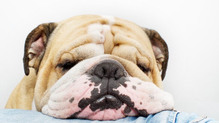 犬の『皮膚が伸びる』3つの理由　病気の可能性や注意すべきポイントまで(ブログ)