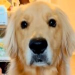 口周りが濡れている大型犬→『ちょんちょんして』とお願いしたら…衝撃の『会話が成り立っている光景』が285万再生「首かしげるの最高」と反響(ブログ)