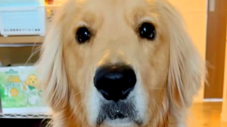 口周りが濡れている大型犬→『ちょんちょんして』とお願いしたら…衝撃の『会話が成り立っている光景』が285万再生「首かしげるの最高」と反響(ブログ)