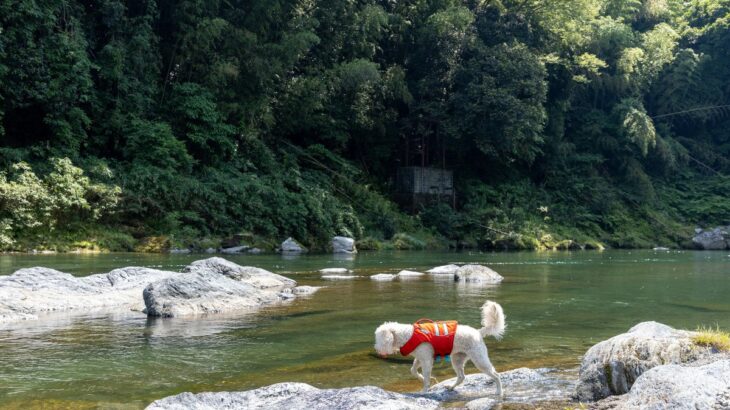 犬が危ない目にあう『水遊び』5つ　起こりうるトラブルや注意すべきポイントとは(ブログ)