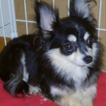 ケージから出ようとしない元繁殖犬…毎日『かわいいね』と話しかけた結果→感動的な『数年後の光景』に「なんて素敵な物語」「絆感じる」と絶賛(ブログ)