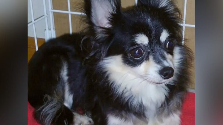 ケージから出ようとしない元繁殖犬…毎日『かわいいね』と話しかけた結果→感動的な『数年後の光景』に「なんて素敵な物語」「絆感じる」と絶賛(ブログ)