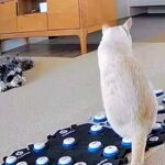 『外に行ってみたい』と訴える猫→ベランダに出ようとした犬が気を遣って…泣けるほど尊い『まさかの行動』が39万再生「優しい…」「感動した」(ブログ)