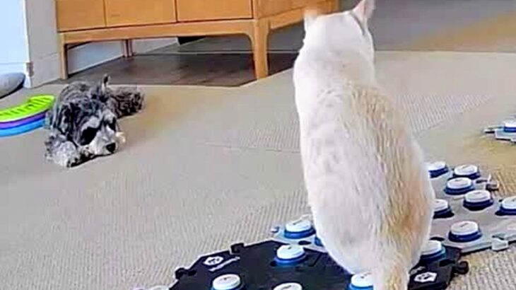 『外に行ってみたい』と訴える猫→ベランダに出ようとした犬が気を遣って…泣けるほど尊い『まさかの行動』が39万再生「優しい…」「感動した」(ブログ)
