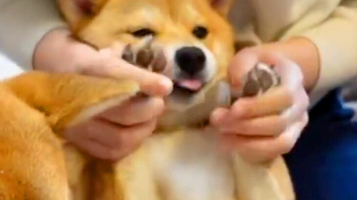 肉球をマッサージしてもらう犬→至福の一時かと思いきや…想定外だった『オナラ連発』に68万再生の反響「初めて聞いたｗ」「可愛いｗ」と爆笑(ブログ)