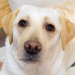 パパとママが『大型犬にハイタッチを求めた』結果…まるで思春期の娘？あまりにも違いすぎる対応に「可哀想ｗ」「お年頃の女子は難しい」と反響(ブログ)