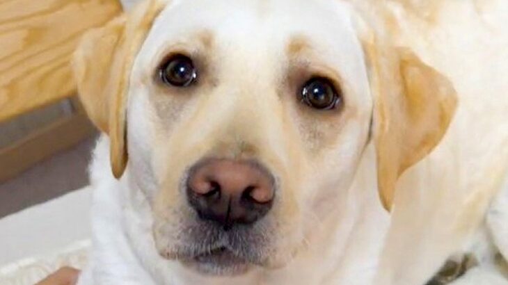 パパとママが『大型犬にハイタッチを求めた』結果…まるで思春期の娘？あまりにも違いすぎる対応に「可哀想ｗ」「お年頃の女子は難しい」と反響(ブログ)