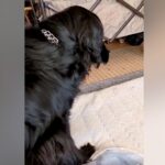 急に立てなくなった老犬→なぜかカートにも乗りたがらず…思わず涙する『まさかの光景』に感動の声続々「すごい…自分で歩きたいんだ」「泣いた」(ブログ)