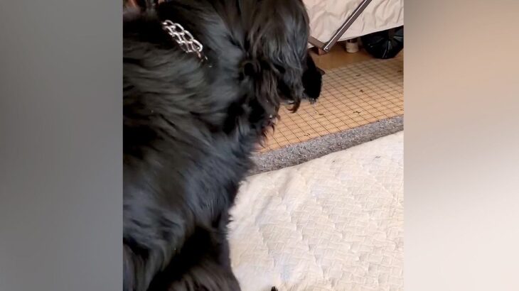 急に立てなくなった老犬→なぜかカートにも乗りたがらず…思わず涙する『まさかの光景』に感動の声続々「すごい…自分で歩きたいんだ」「泣いた」(ブログ)