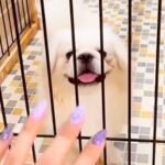 『あっ、まだいる』常に売れ残っていたボロボロの犬を飼った結果…素敵すぎる『現在の光景』が10万再生「表情が全然違う」「愛って素晴らしい」(ブログ)