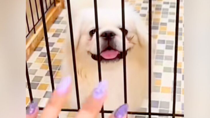 『あっ、まだいる』常に売れ残っていたボロボロの犬を飼った結果…素敵すぎる『現在の光景』が10万再生「表情が全然違う」「愛って素晴らしい」(ブログ)