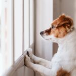 犬が『窓の外を見つめる』心理4選　外に興味を持つことのメリット・デメリットまで(ブログ)