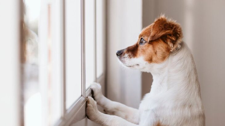 犬が『窓の外を見つめる』心理4選　外に興味を持つことのメリット・デメリットまで(ブログ)