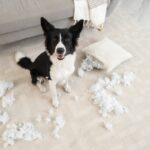 犬が『部屋を散らかす』4つの心理　病気を抱えている可能性も？対処法まで解説(ブログ)