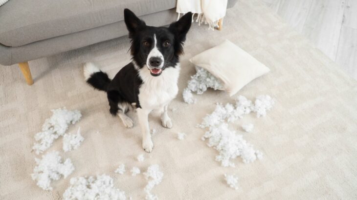 犬が『部屋を散らかす』4つの心理　病気を抱えている可能性も？対処法まで解説(ブログ)