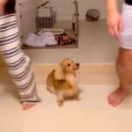 犬が『パパとママどちらを選ぶか』検証してみたら…予想もつかなかった『コントのような結末』が23万再生「初めて見たｗ」「声出して笑った」(ブログ)