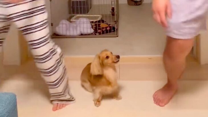 犬が『パパとママどちらを選ぶか』検証してみたら…予想もつかなかった『コントのような結末』が23万再生「初めて見たｗ」「声出して笑った」(ブログ)