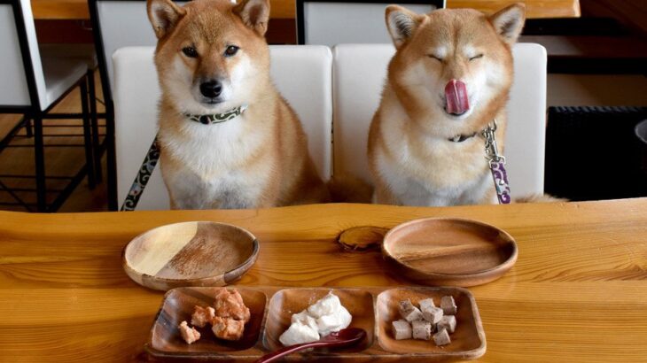 すぐに改善すべき犬との『生活習慣』7つ　愛犬の健康に悪影響を与えるNG行動とは(ブログ)