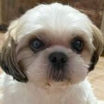 『表情がなく、体も変色していた保護犬』を家に迎えたら…1年3ヶ月後→同じ犬とは思えない『涙あふれる光景』に「表情が物語ってる」と感動の声(ブログ)